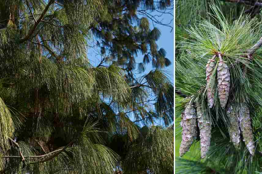 arbres pour parc, arbre pour grand jardin