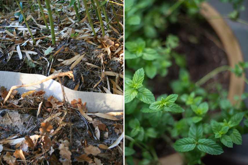 plantes qui drageonnent, plantes drageonnant