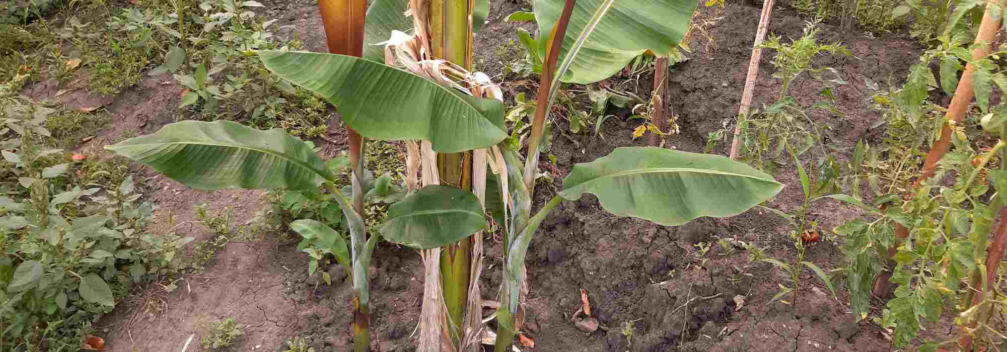 Les plantes qui drageonnent