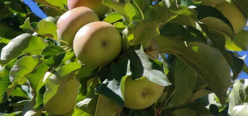 Pommes a cidre quelle variete choisir, meilleures varietes pommes cidre