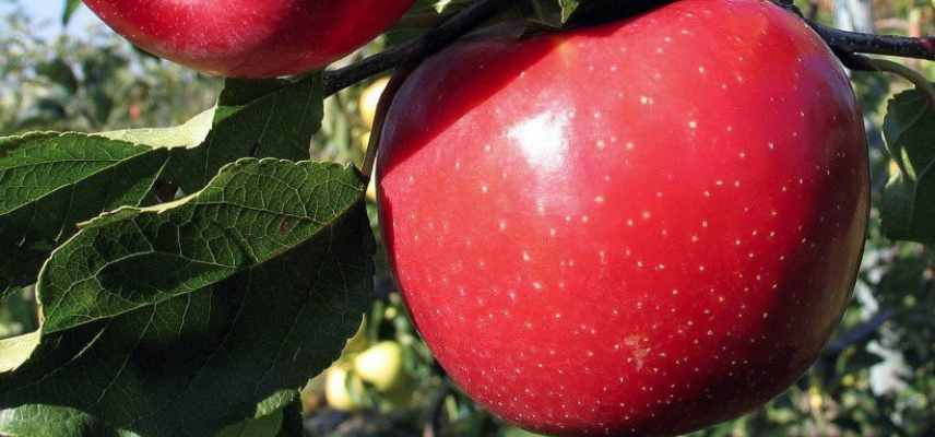 Meilleures pommes a couteau, pommes a croquer