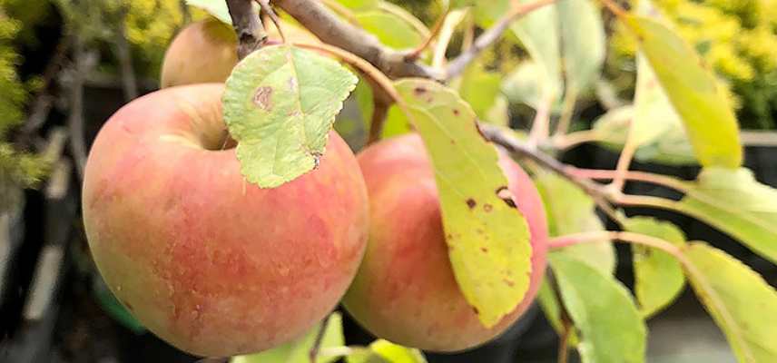 Meilleures pommes a couteau, pommes a croquer