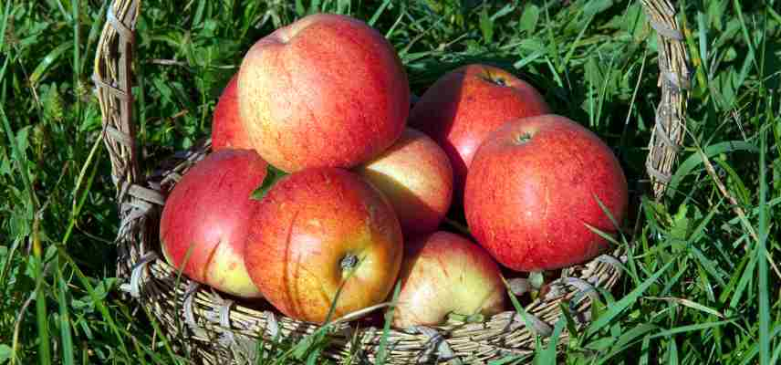 Meilleures pommes a couteau, pommes a croquer