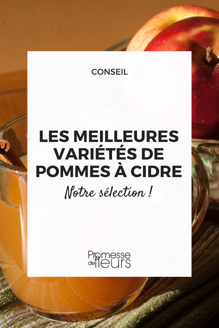 Pommes à cidre : quelles variétés ? Promesse de Fleurs