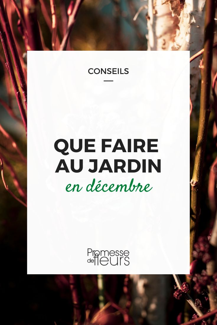 Que faire au jardin en decembre