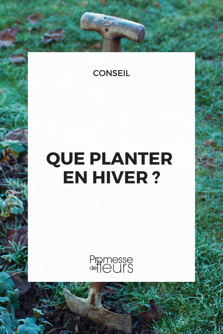 que peut-on planter en période hivernale ?