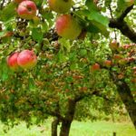 Pomme sucrée ou pomme acidulée ?