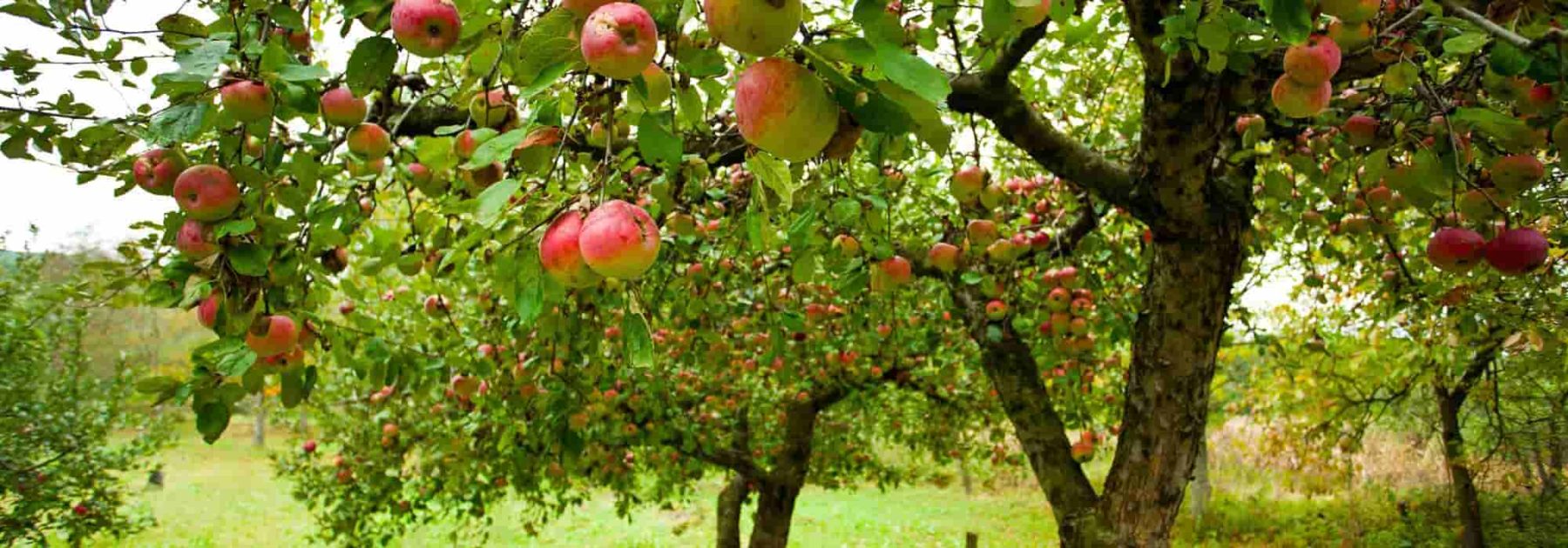 Pomme sucrée ou pomme acidulée ?