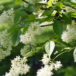 Staphylea - Faux-pistachier : plantation et culture