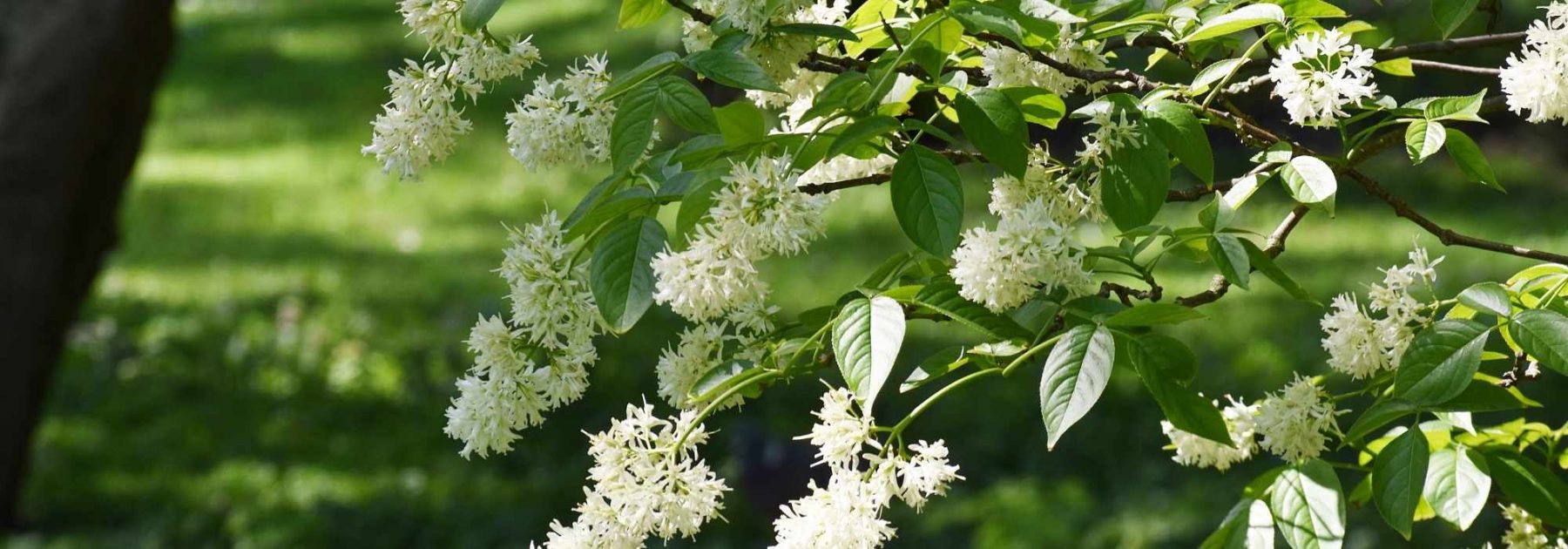 Staphylea - Faux-pistachier : plantation et culture