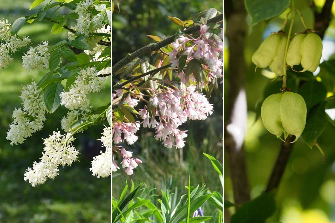 Staphylea, faux pistachier culture entretien plantation