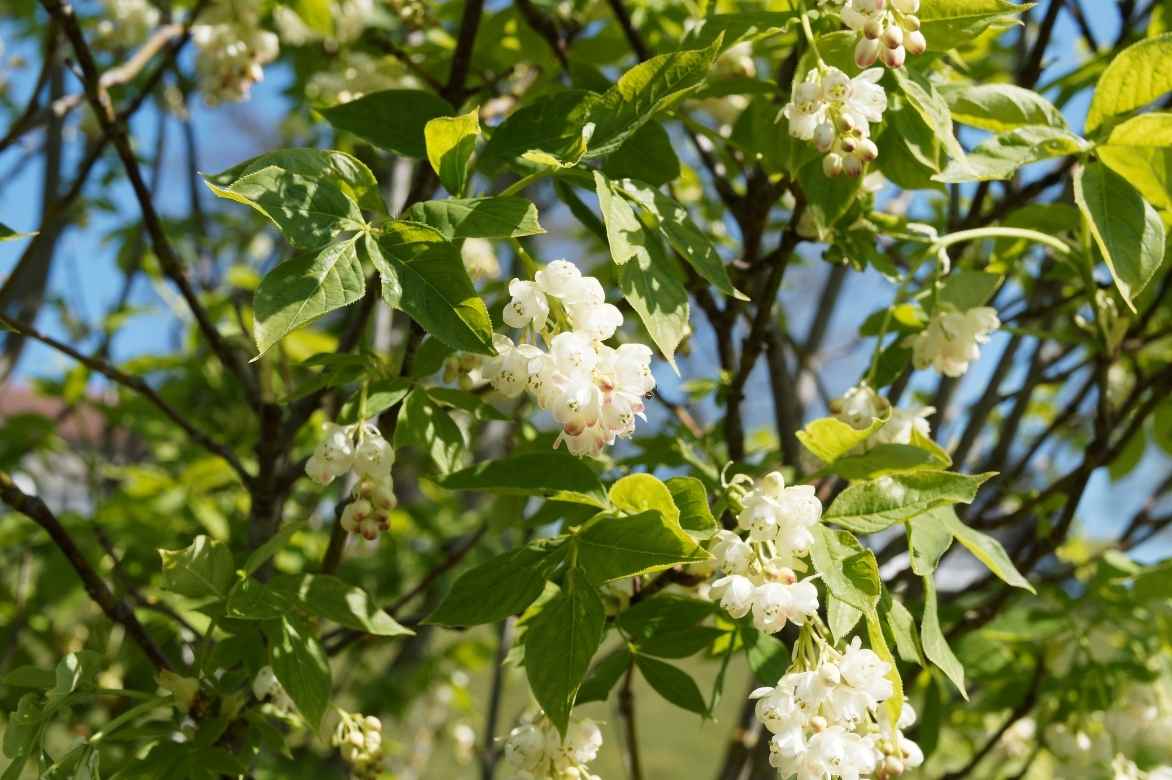 Staphylea, faux pistachier culture entretien plantation