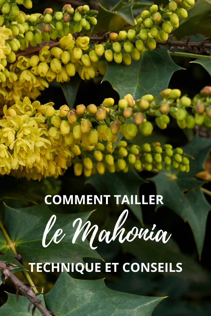 la taille du Mahonia