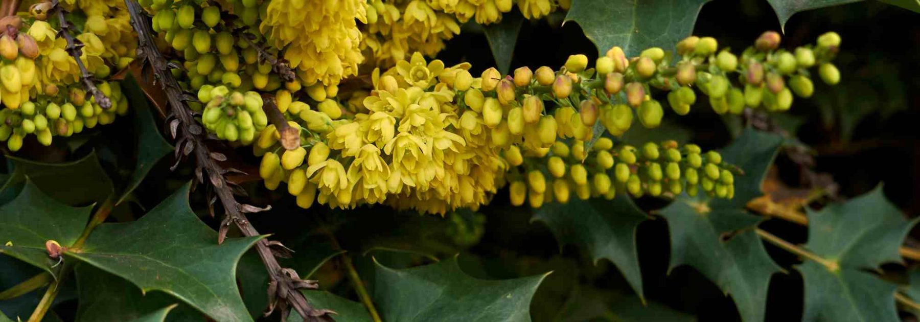 Tailler le Mahonia : quand et comment ?