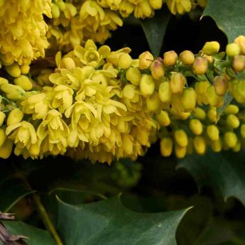 Tailler le Mahonia : quand et comment ?