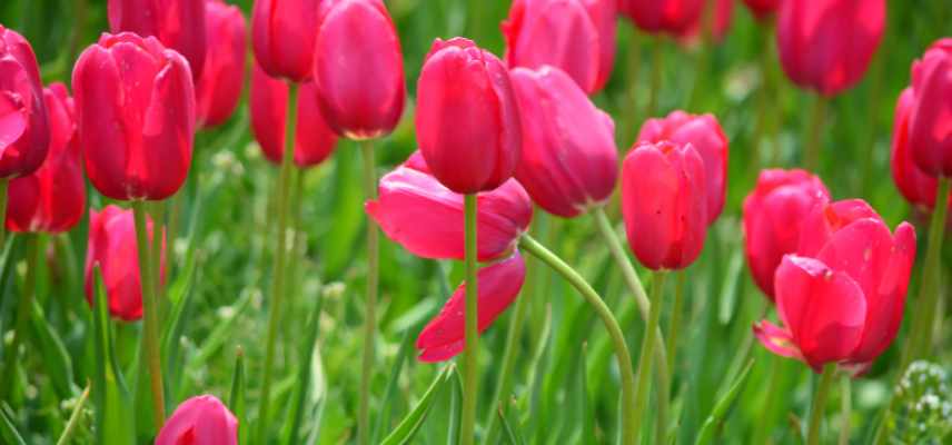 tulipes a fleurs roses