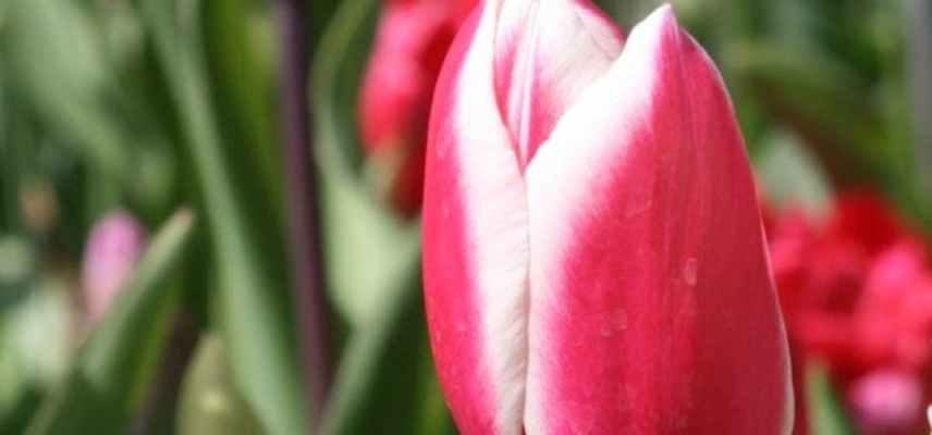 tulipes a fleurs roses