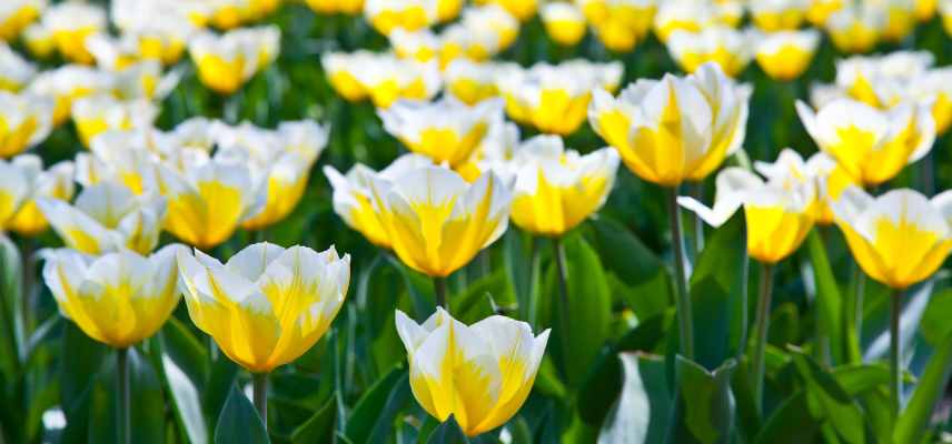 Tulipes a fleurs jaunes