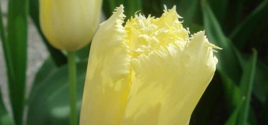 Tulipes a fleurs jaunes