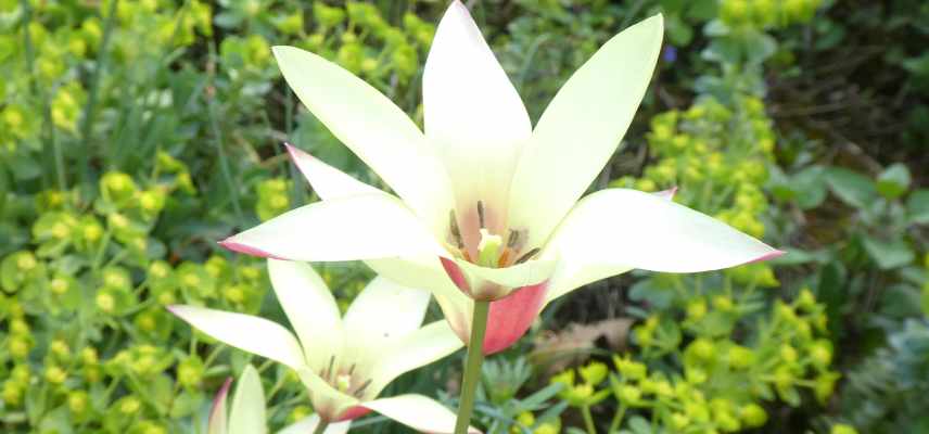 Tulipes a fleurs jaunes