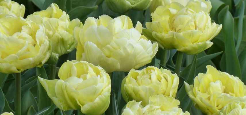 Tulipes a fleurs jaunes