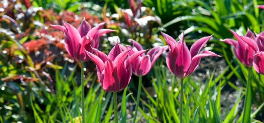 tulipes a fleurs roses