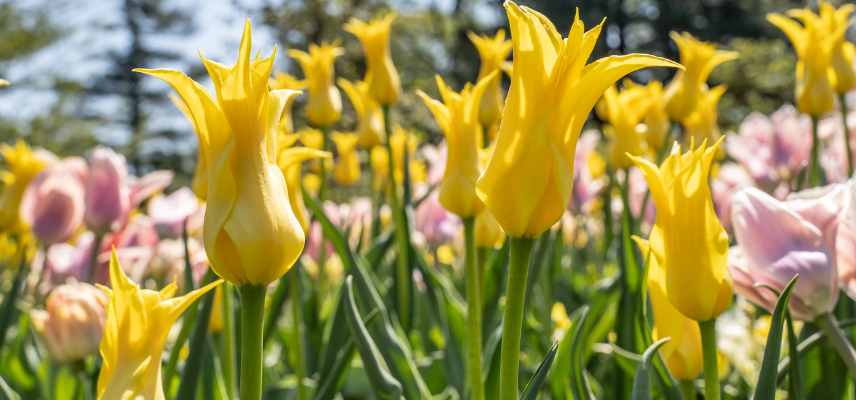 Tulipes a fleurs jaunes