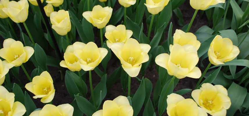 Tulipes a fleurs jaunes