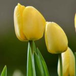 7 tulipes à fleurs jaunes