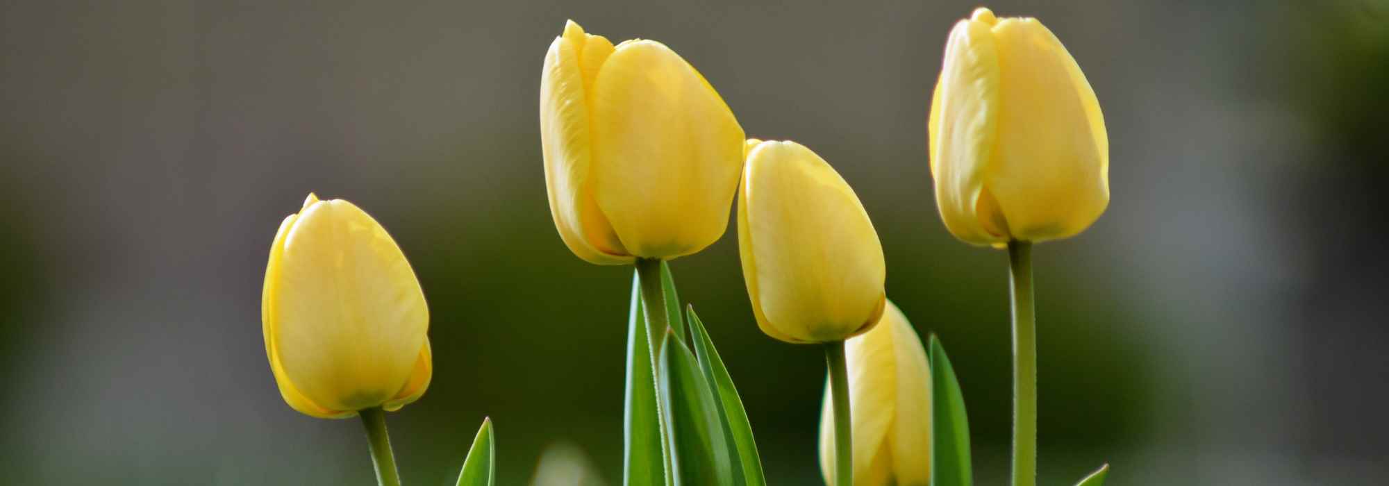 7 tulipes à fleurs jaunes