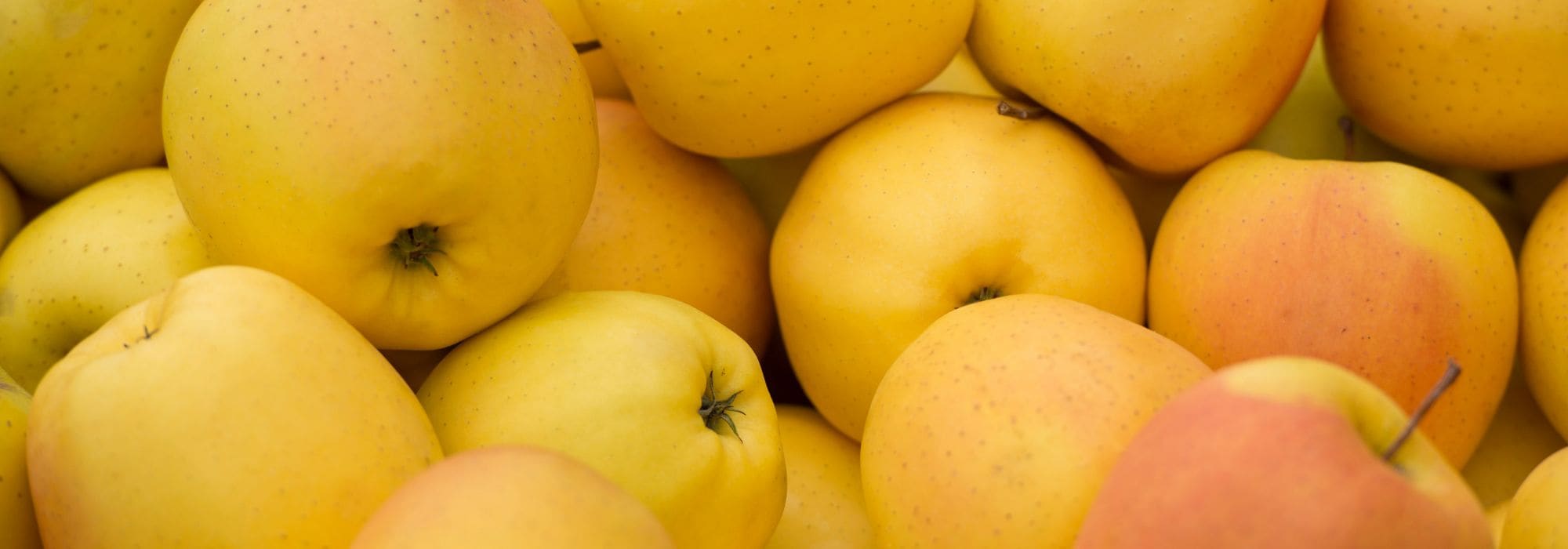 Pomme jaune : les 5 meilleures variétés à planter au verger