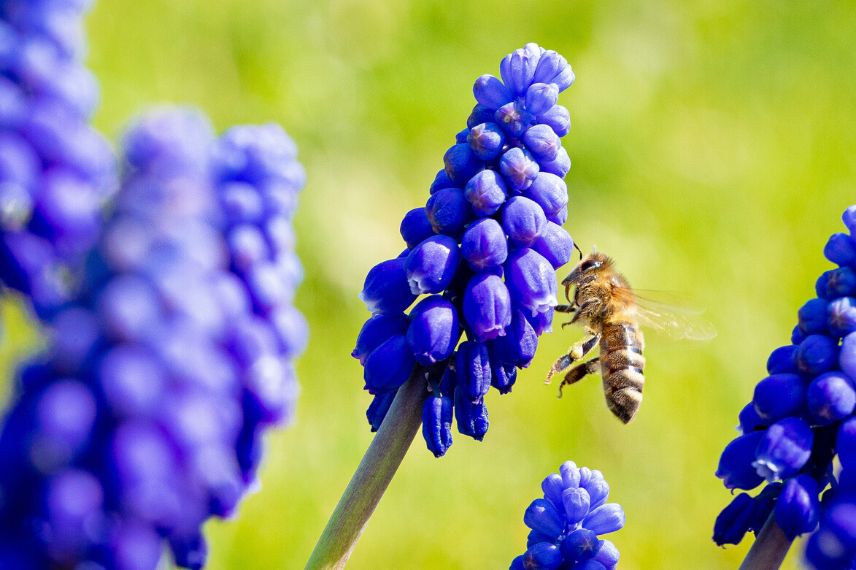 bulbes printaniers mellifères : le muscari