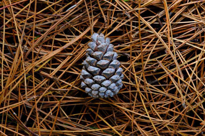 tout savoir sur les aiguilles de pin