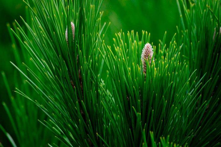 Les aiguilles de pin en 8 questionsréponses Promesse de Fleurs — free download
