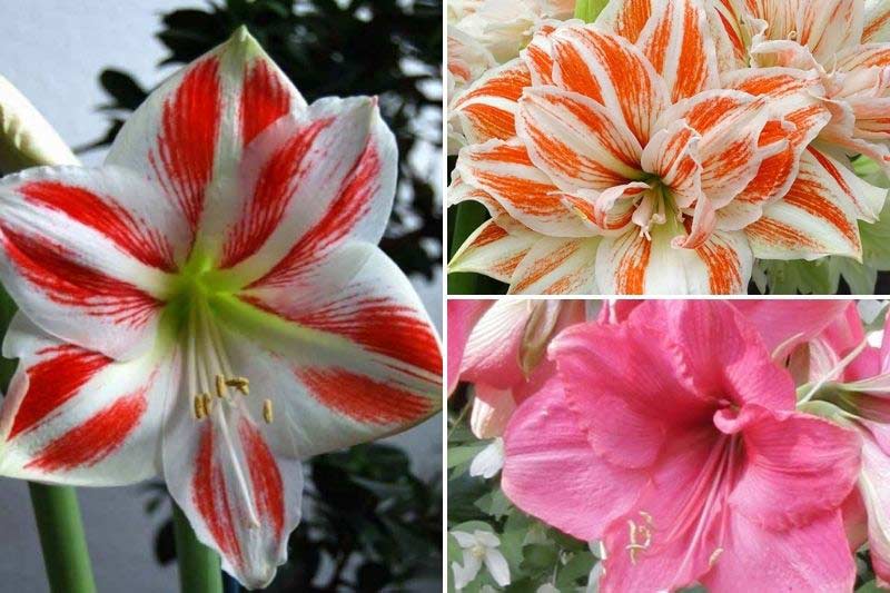 tuto planter un amaryllis avec les enfants