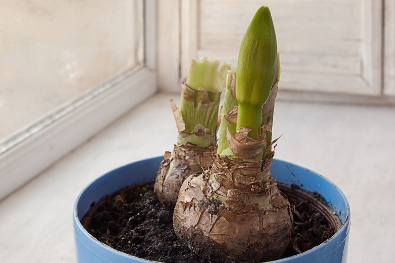 tuto planter un amaryllis avec les enfants