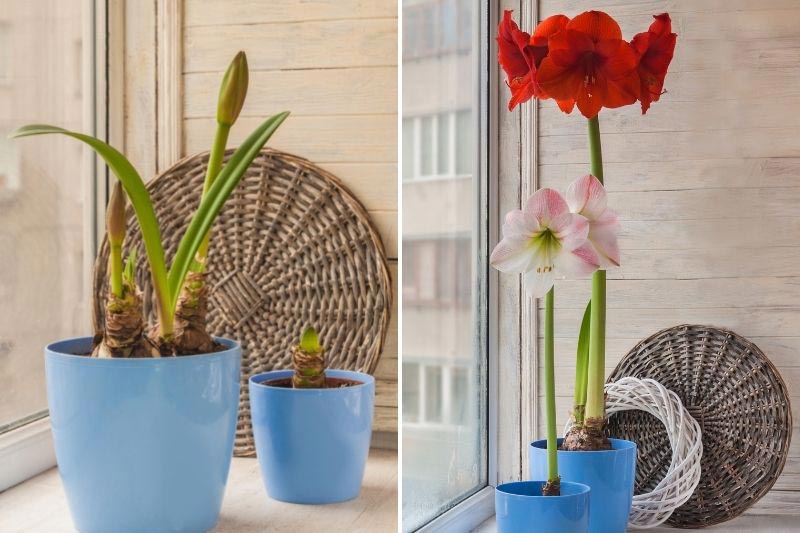 tuto planter un amaryllis avec les enfants