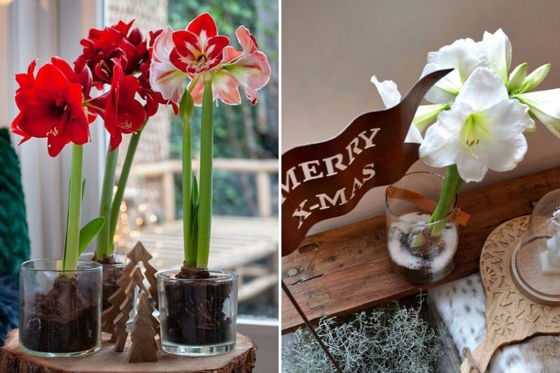 tuto planter un amaryllis avec les enfants