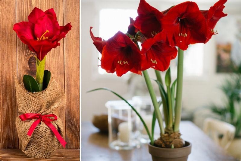 tuto planter un amaryllis avec les enfants