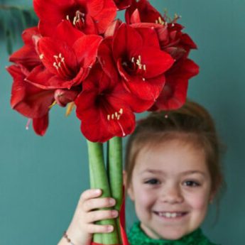 Faire pousser un Amaryllis avec les enfants