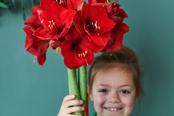 Faire pousser un Amaryllis avec les enfants