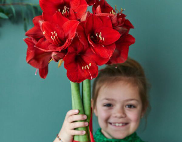 Faire pousser un Amaryllis avec les enfants