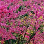 Des arbres pour toutes les saisons