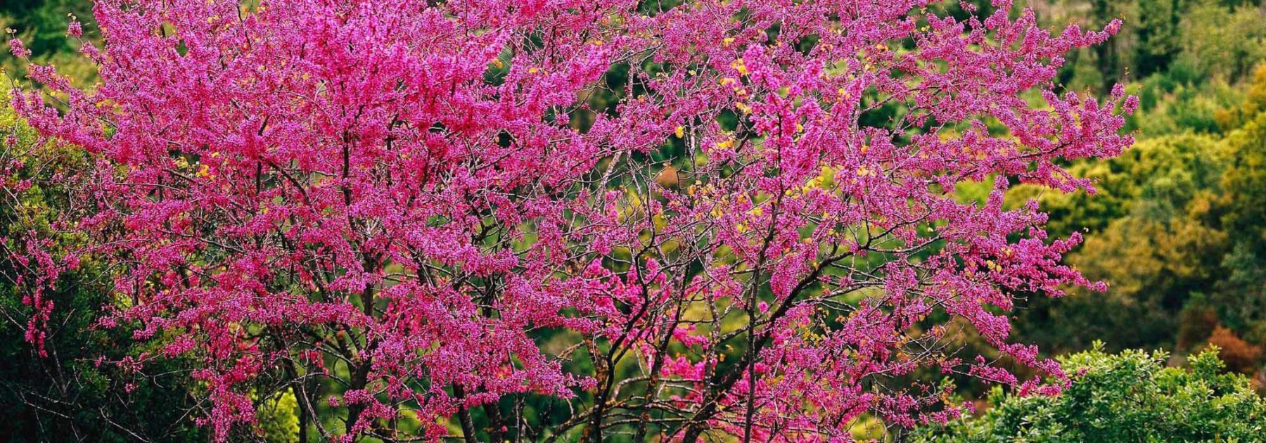 Des arbres pour toutes les saisons