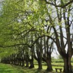Tourisme végétal : des arbres remarquables à voir en Centre-Val de Loire