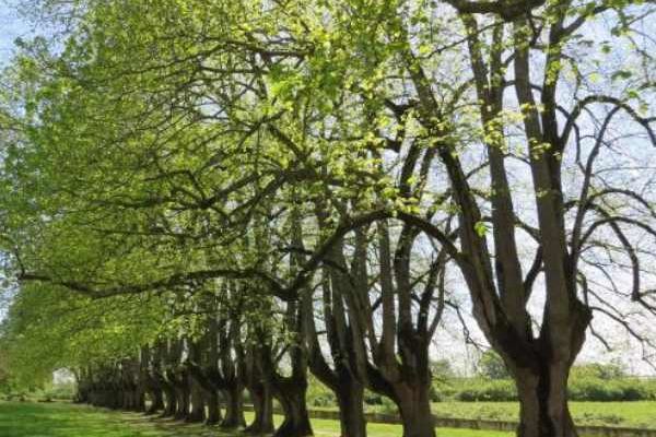 Tourisme végétal : des arbres remarquables à voir en Centre-Val de Loire