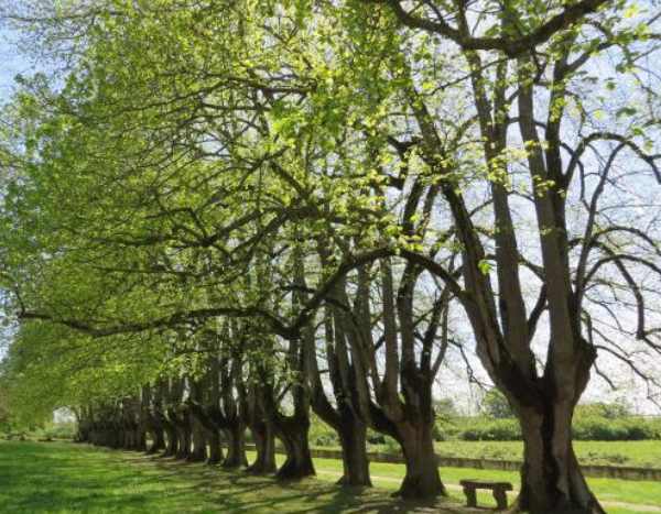 Tourisme végétal : des arbres remarquables à voir en Centre-Val de Loire