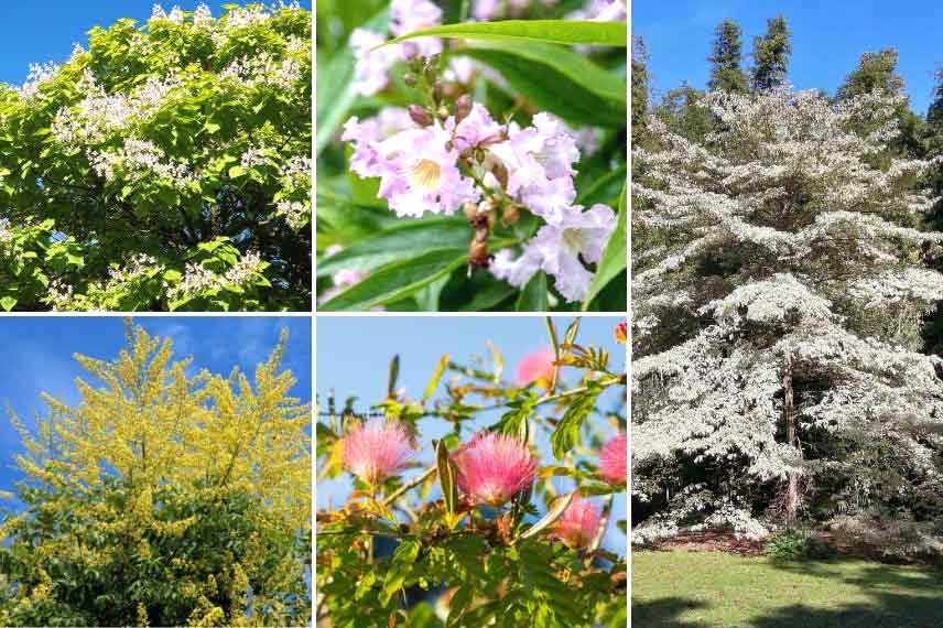 arbres pour l'été