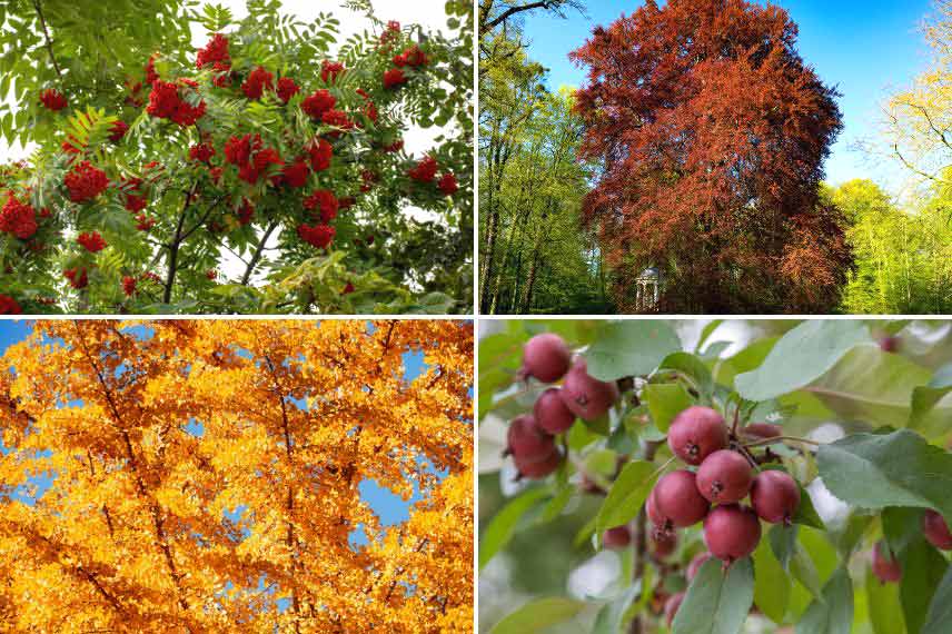 arbres pour l'automne