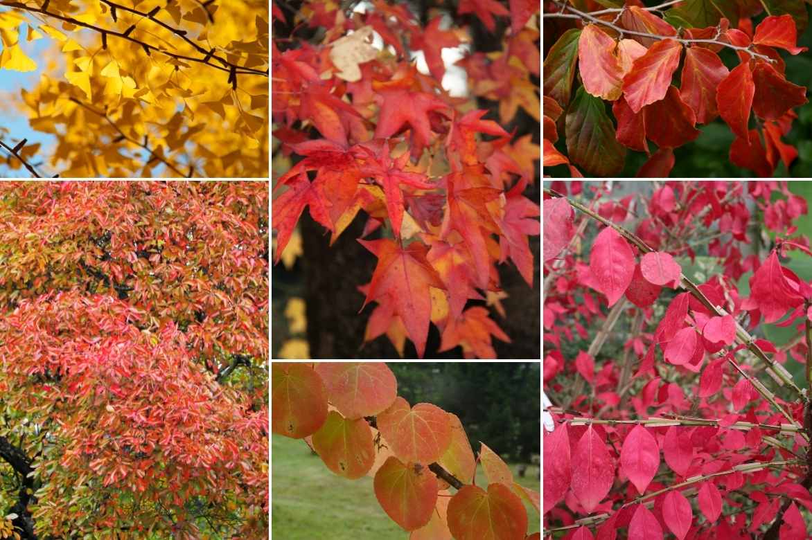 Nyssa, gommier noir, tupelo, plantation entretien, Nyssa sylvatica